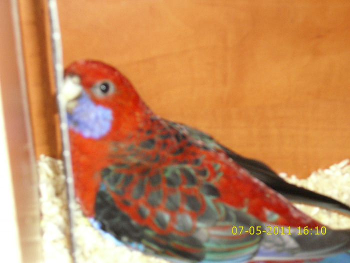  - Rosella-Penant-Matca- 2