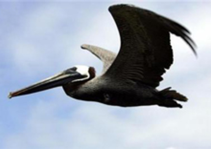 pelicanul[1] - animale