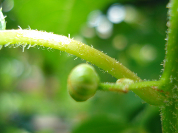 boboci de kiwi, 13.05.2011 - Fructiferi