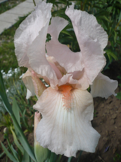 003