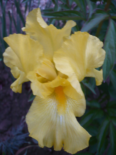 038 - irisi 2011
