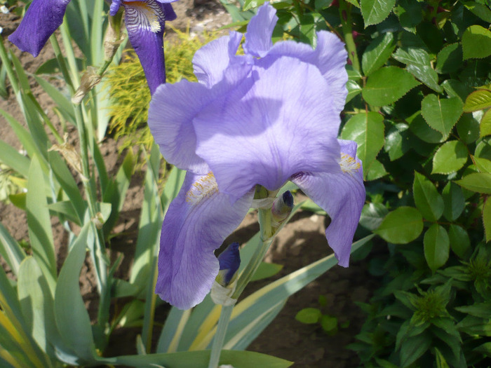 015 - irisi 2011