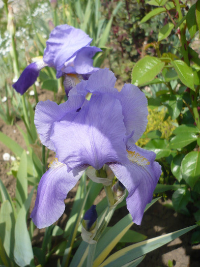 016 - irisi 2011