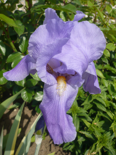 017 - irisi 2011