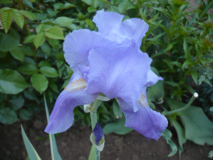 041 - irisi 2011