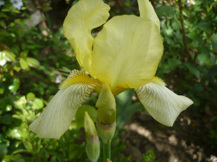 lime - irisi 2011