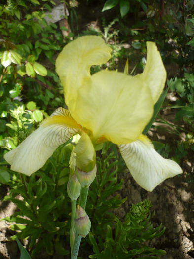 023 - irisi 2011