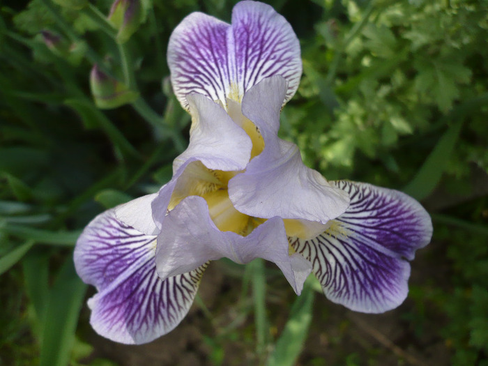 024 - irisi 2011