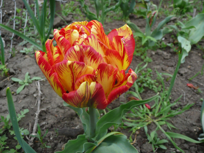 P1070075 - Gradina flori