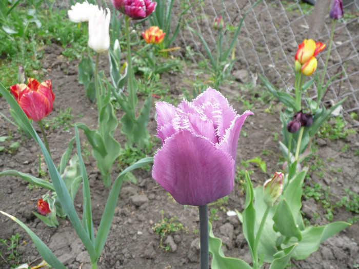 P1070083 - Gradina flori