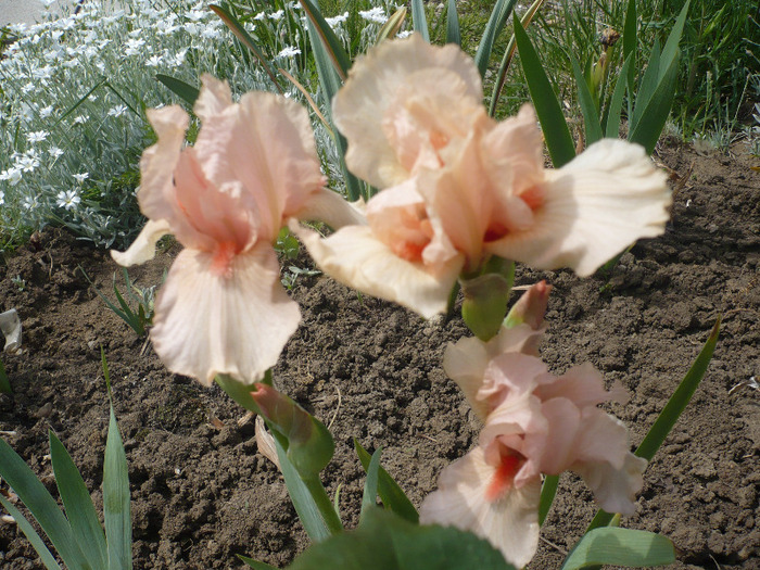 006 - irisi 2011