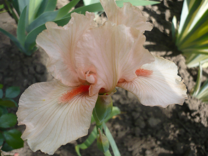 029 - irisi 2011