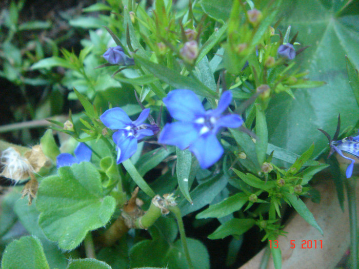 lobelia