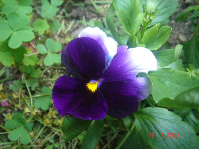 DSC06509