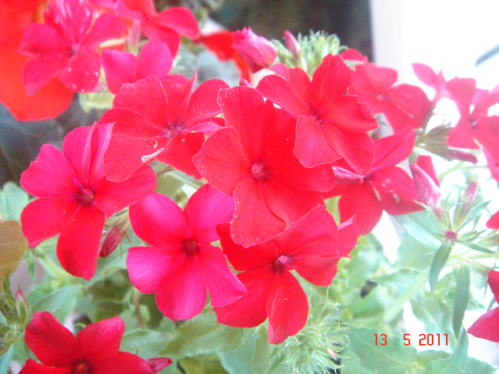 flox pitic