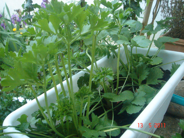 ranuncullus