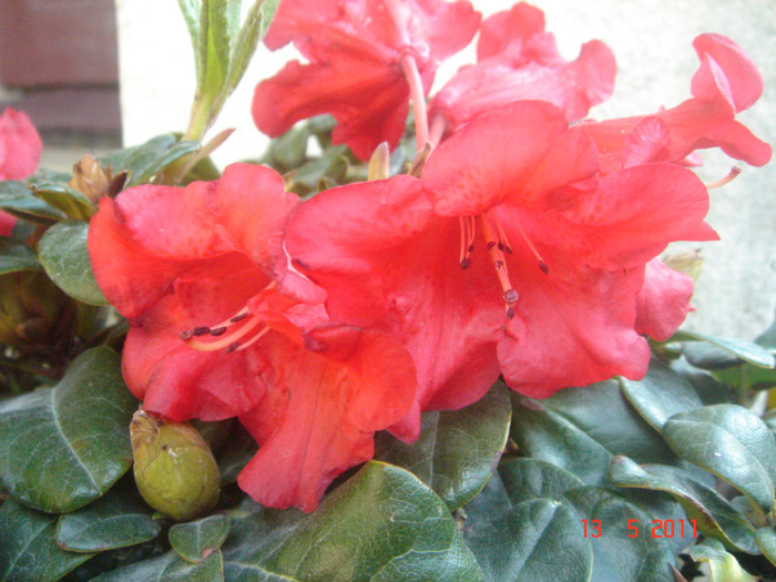 rhododendron - 2011 achizitii