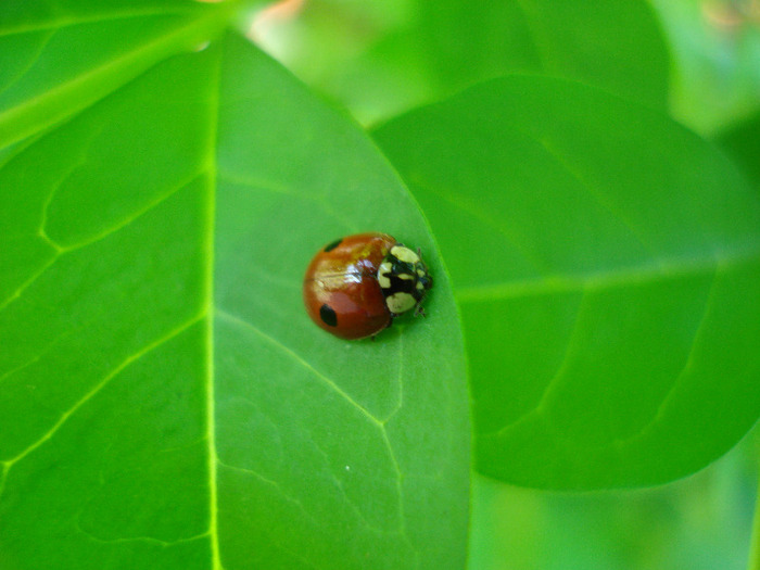 Ladybug_Buburuza (2011, May 13) - 05 Garden in May