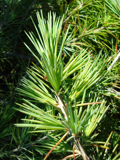 Cedrus deodara (2011, May 13)