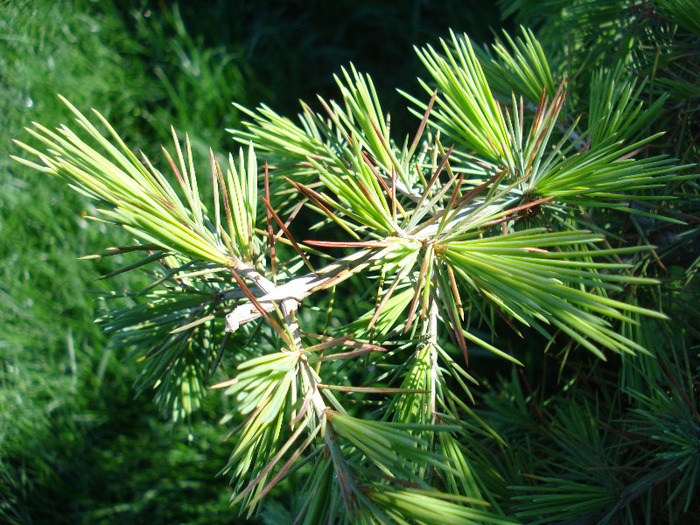 Cedrus deodara (2011, May 13) - Cedrus deodara 2007