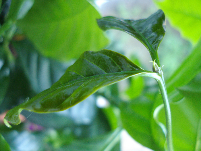 Coffea arabica (2011, May 13)