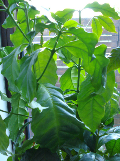 Coffea arabica (2011, May 13)