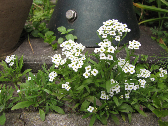 Alyssum Carpet of Snow 12 mai 2011 - plante diverse 2011