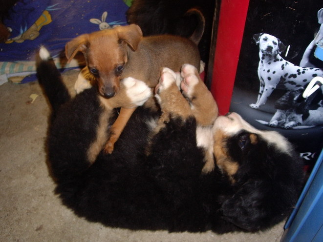 Ciob de Berna si Pincher