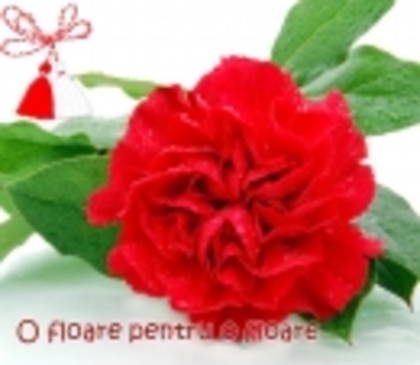 greeting_0041298001203613938_2 - trandafiri