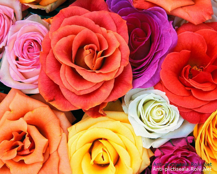 Love_Blooms_Roses,_Bunch_Of_Flowers-870514 - trandafiri