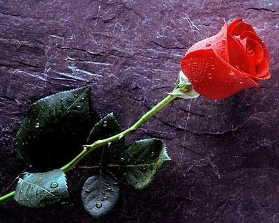 trandafir_rosu - trandafiri