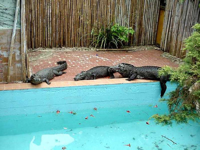 crocodli