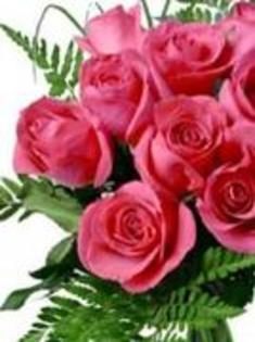 17189697_YBWBEOBGM - trandafiri rosy