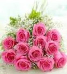 17189698_ZSHCVJHCP - trandafiri rosy