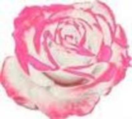 17189700_KYAVMOBQU - trandafiri rosy