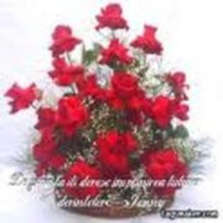 17189703_LSOYRGGUB - trandafiri rosy