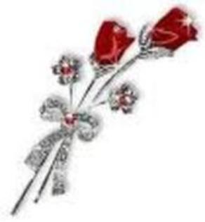 17189716_WWTJRUNTI - trandafiri rosy