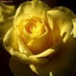 17189718_JJUXGMFEV - trandafiri rosy
