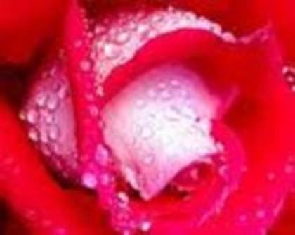 17189735_NPHVIKEAI - trandafiri rosy