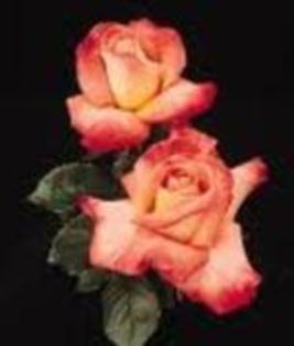 17189736_UWWGELBHG - trandafiri rosy