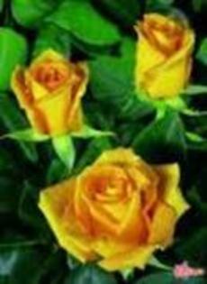 17189740_TYTGMJOHR - trandafiri rosy