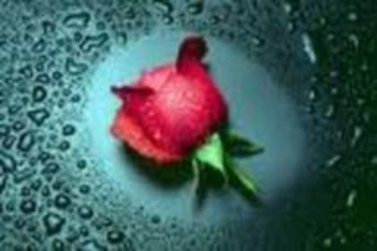 17189746_POAVGIZNT - trandafiri rosy