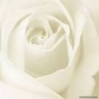 17189749_IPZANLSUR - trandafiri rosy