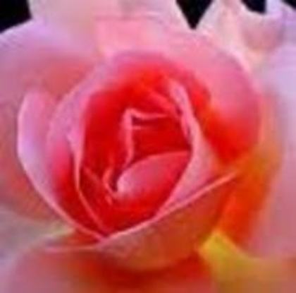 17189769_UJZGFLRUJ - trandafiri rosy