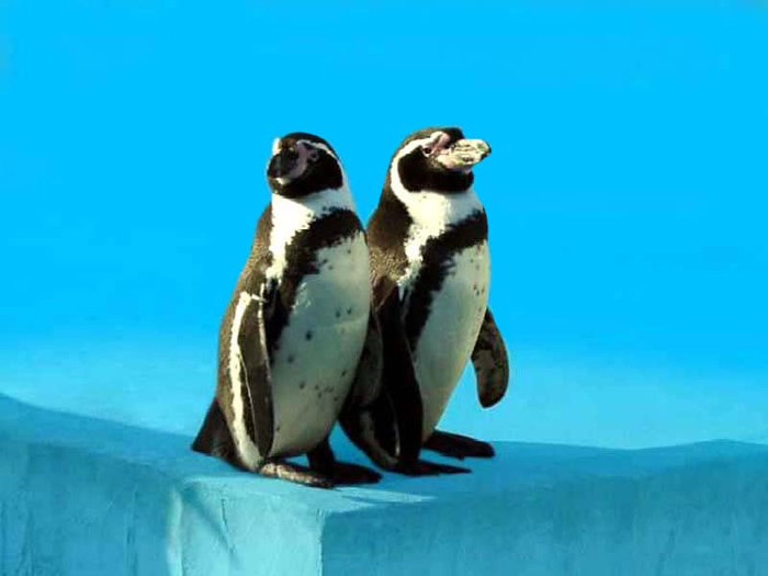 Pinguini 0 - animale de la gradina zoologica