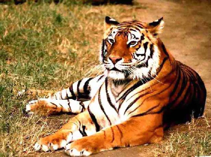 Tigre 5 - animale de la gradina zoologica