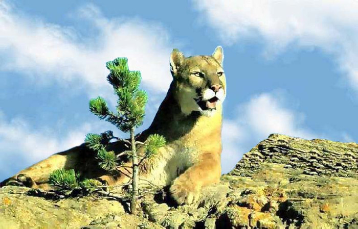 Puma 1 - animale de la gradina zoologica