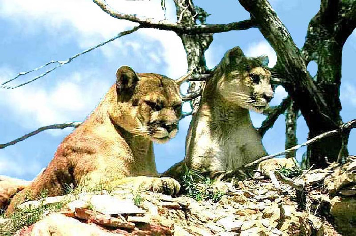 Puma 2 - animale de la gradina zoologica