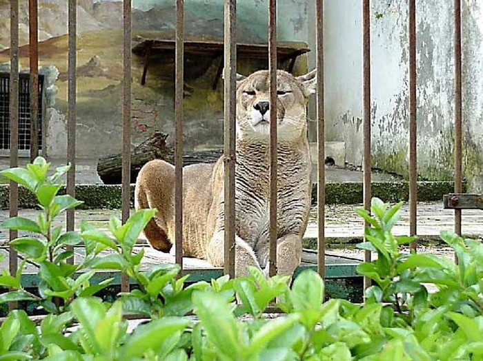 Puma Zoo di Pistoia