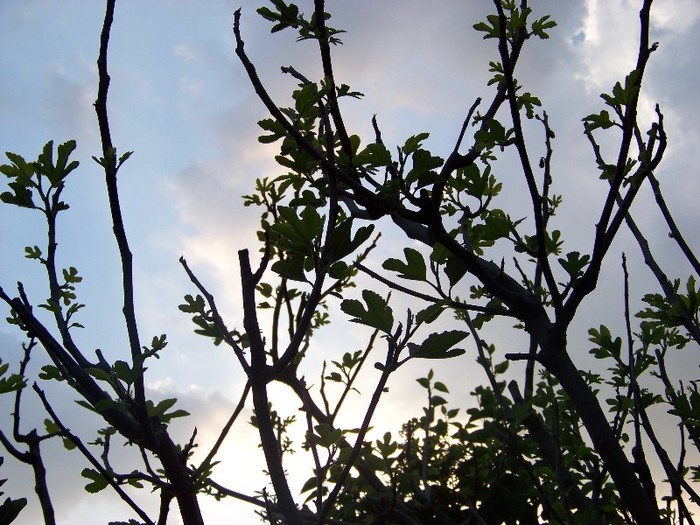 100_4500 - Cer Flori Pasari